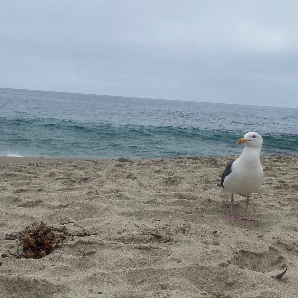 Meet your Posher, Diana